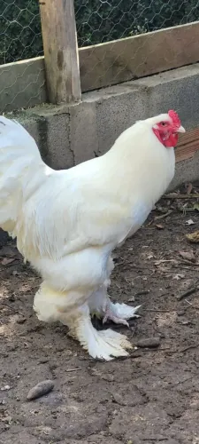 Bhramas white