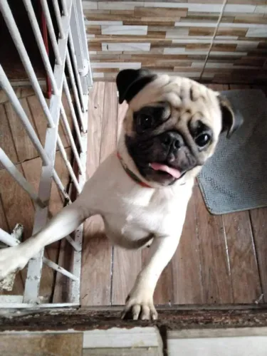 Pug macho adulto ( 500 ) 