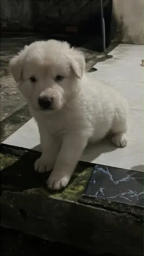 Cachorro 