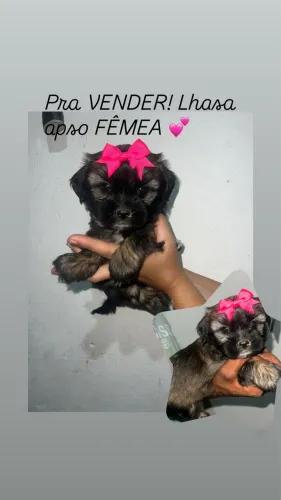 Cachorra lhasa apso FÊMEA