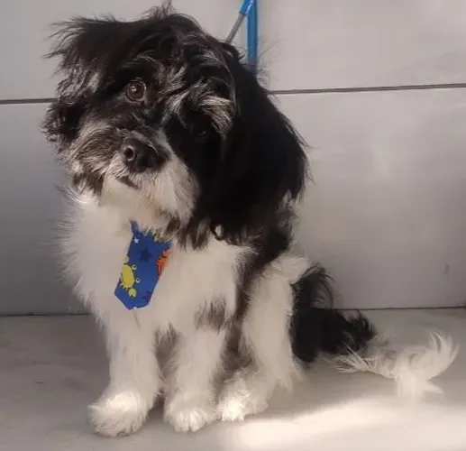 Adoção Cachorro