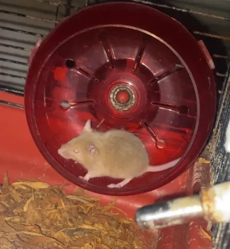 Camundongo macho 