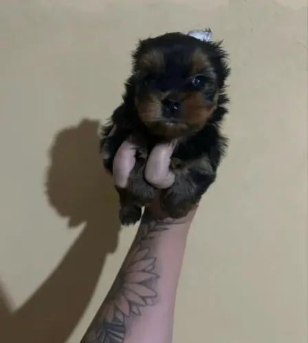 Yorkshire Terrier Bebê