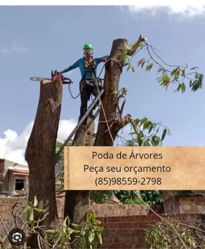 PODA DE ÁRVORES ORÇAMENTO GRÁTIS