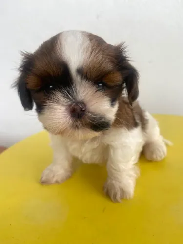 ShihTzu