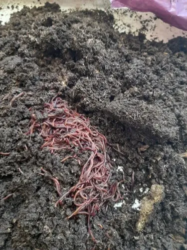 Minhocas californianas 100 unidades 