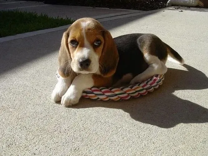 Filhote de Beagle Sempre Pronto Para Novas Aventuras em Família