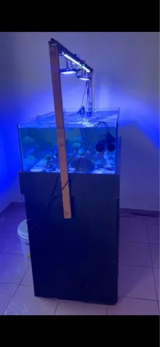 Aquário mudario de corais e bateria de peixes 