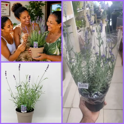 ? Lavanda?