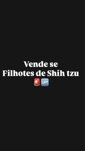 Cachorro shih tzu