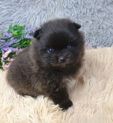 Spitz Alemão Anão 