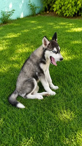 Husky Siberiano com 05 meses. Todo vacinado. Incluso R$ 500 em vacinas.