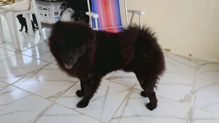 Doação Chow chow