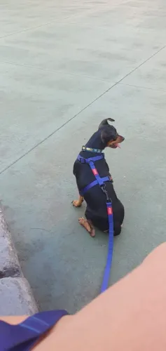 Doação de Pinscher macho tamanho 2