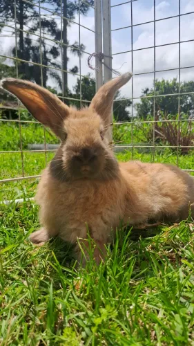 Coelhos fofinhos Pets