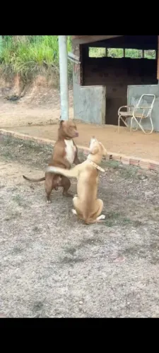 Cachorro Pitmonster