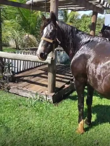 Cavalo top manso
