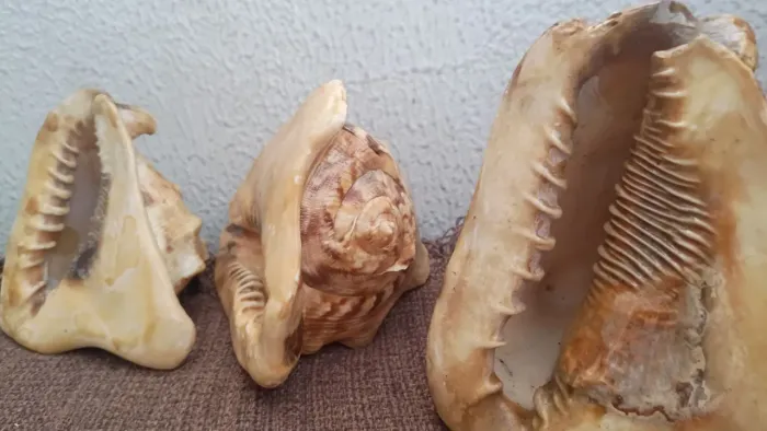 Vende conchas