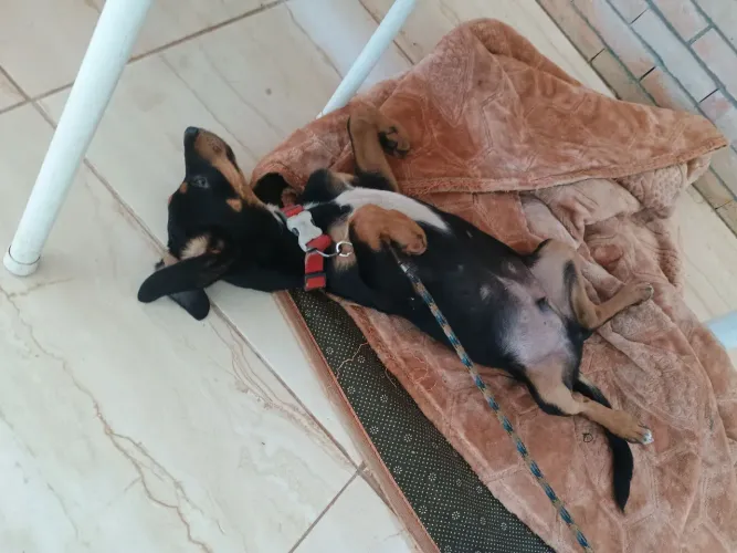 Doação cachorro 