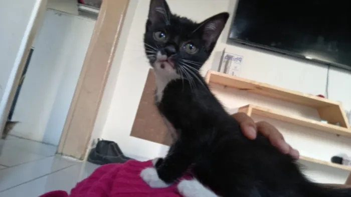 ADOÇÃO RESPONSÁVEL 