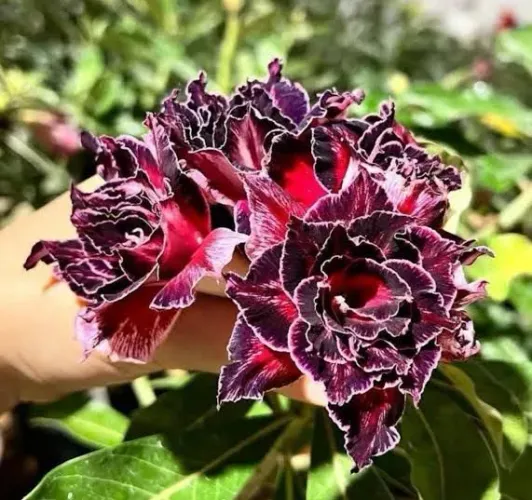 Rosa do deserto
