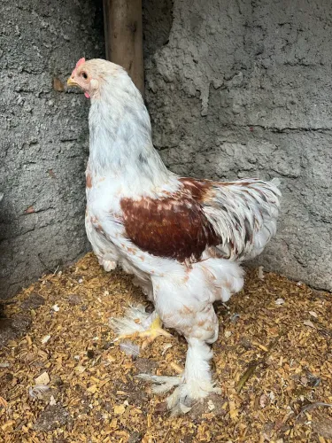 Frango Brahma Red Pyle