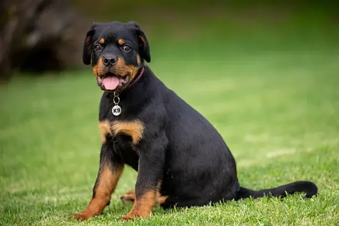? Rottweiler | Encontre Um Filhote Cheio de Personalidade