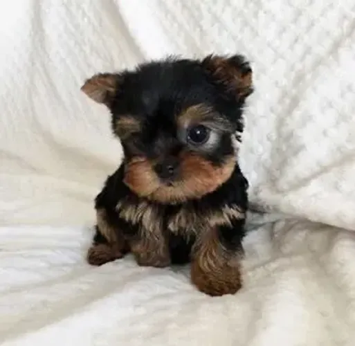 Bebês de Yorkshire fofos e micro
