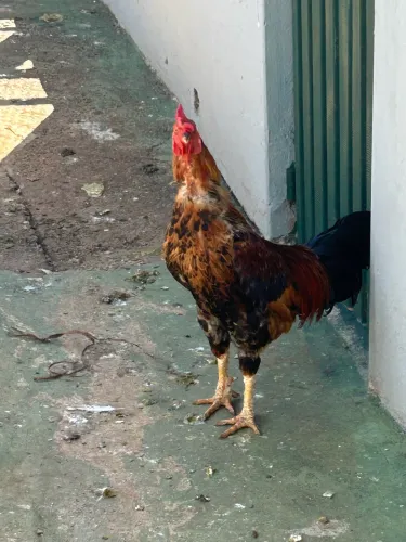 Galo a venda