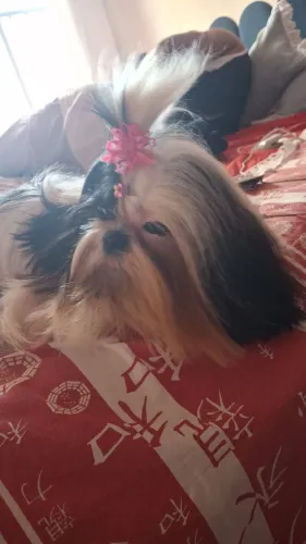 Vende-se shitzu fêmea micro