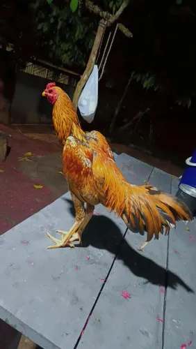 Frango indio mura