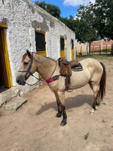 CAVALO CAMINHADA