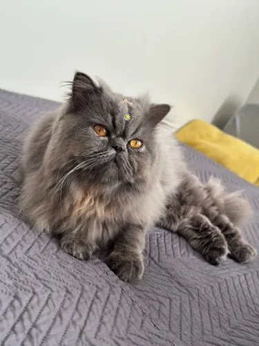 Gato Persa