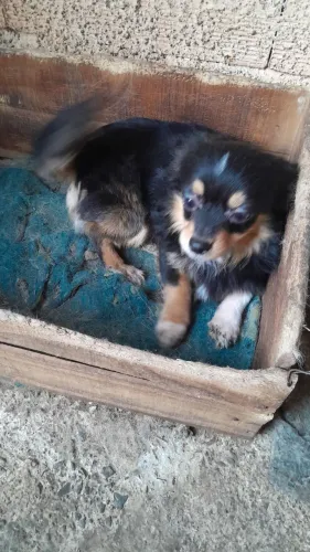 Chihuahua macho pelo longo blackintan