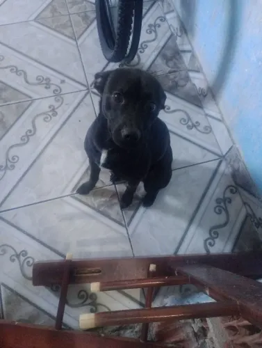 Doa - se uma cãozinho.