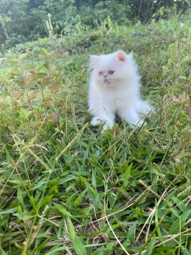 Gato persa padrão show macho 