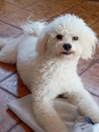 Poodle Toy ( Com Todos os Acessórios)
