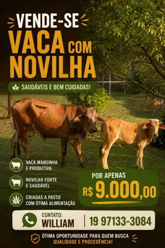 Vendo Vaca com Novilha 