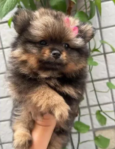 Spitz Alemão