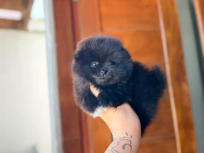 Lindo machinho de spitz com Pedigree 