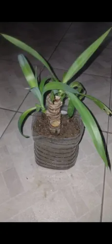 Muda de Coqueiro 