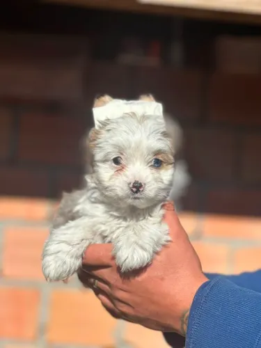 Yorkshire merle micro