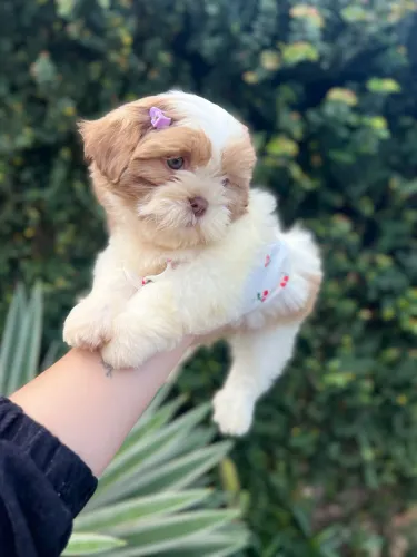 Filhotes shihtzu 