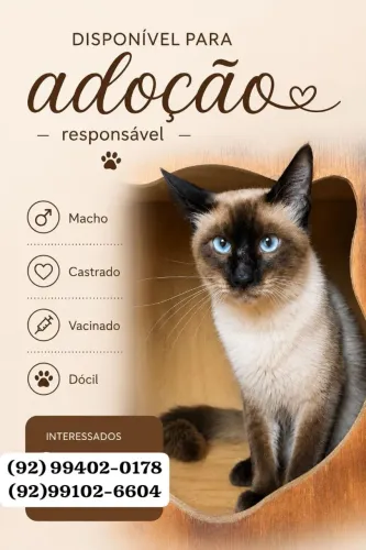 Gato para Adoção Responsável 