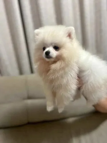DOA-SE Filhote Lulu Da Pomerânia (Spitz Alemão Anão)