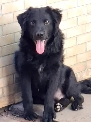 CÃES PARA ADOÇÃO 