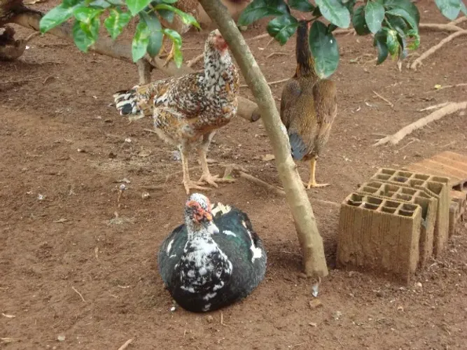 Patos e patas baratos e ovos galados pata, galinha, angola