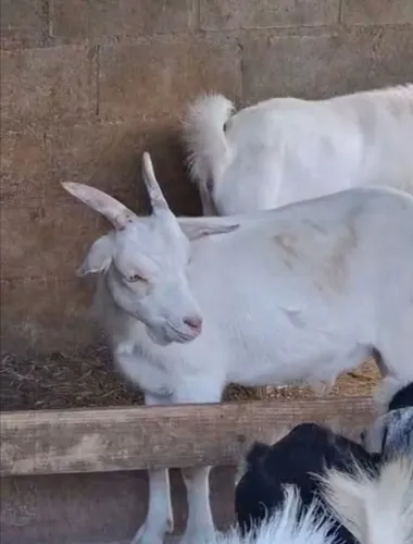 Cabras Saanen em Embu Guaçu/Parelheiros sp