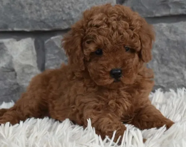 Poodle energia positiva e coração puro