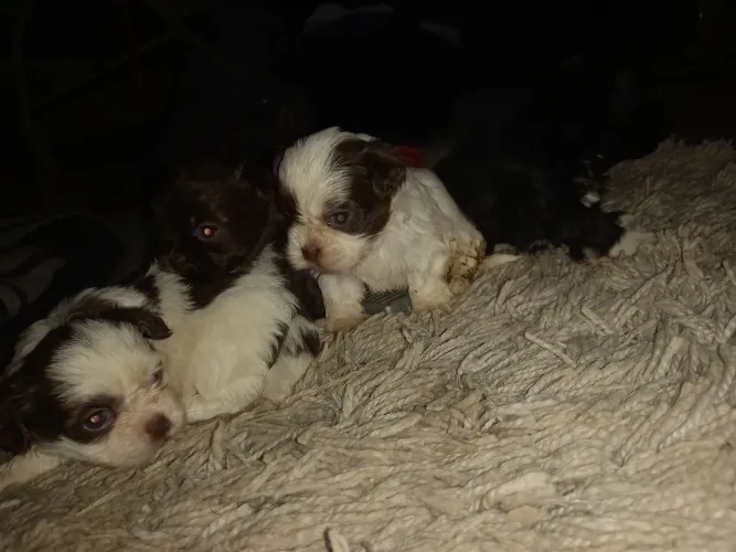 Filhotes puros de lhasa machos